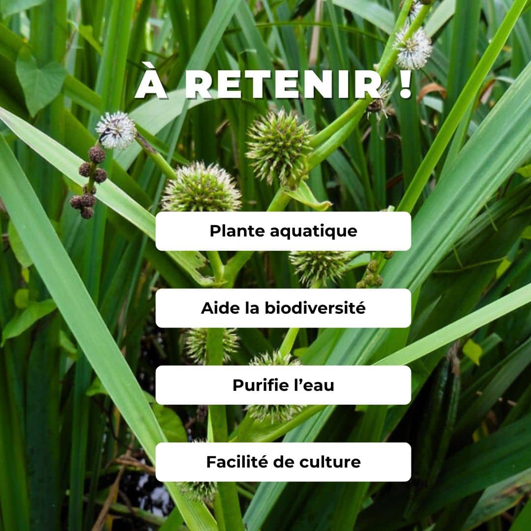 GRAINES de Rubanier d'eau Sparganium erectum comment semer et cultiver