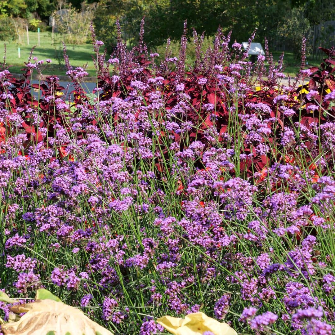 GRAINES de Verveine de Buenos Aires Verbena bonariensis plantes résistante au sec monde vegetal