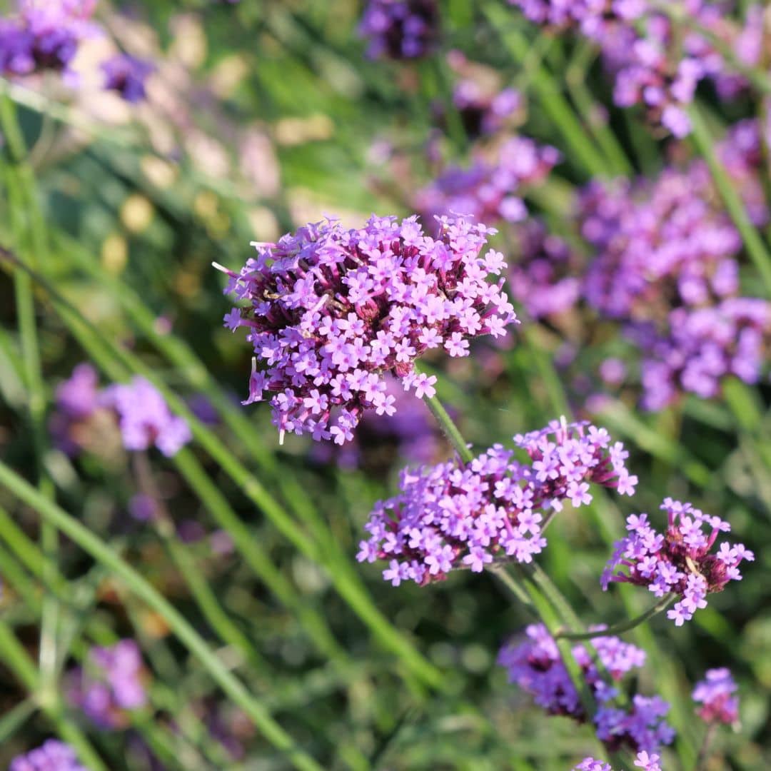 GRAINES de Verveine de Buenos Aires Verbena bonariensis plantes vivace de plein soleil facile à cultiver