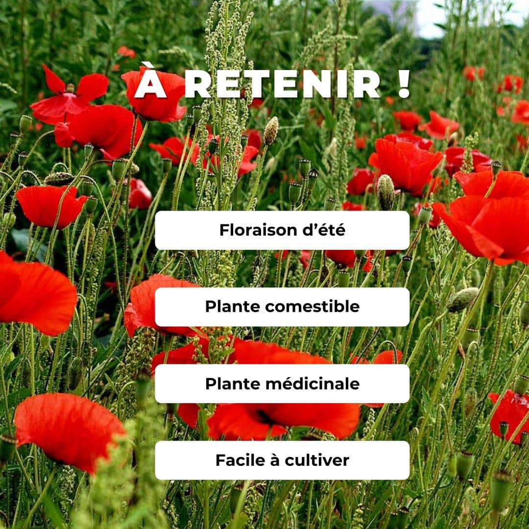 GRAINES de coquelicot papaver rhoeas semer et cultiver avec monde végétal boutique de plantes rares