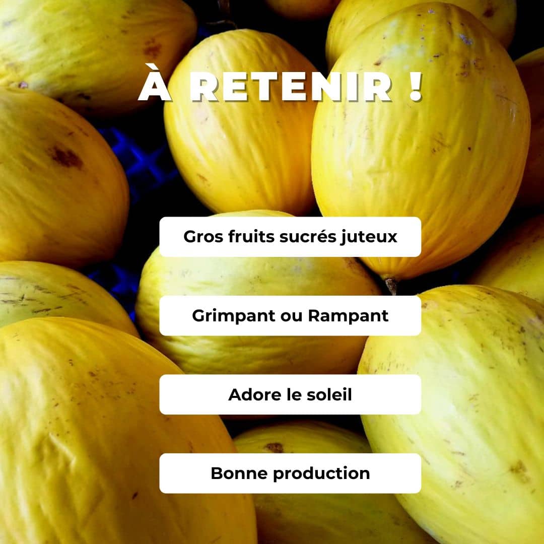 GRAINES de melon canari jaune Cucumis melo var. inodorus comment semer et cultiver