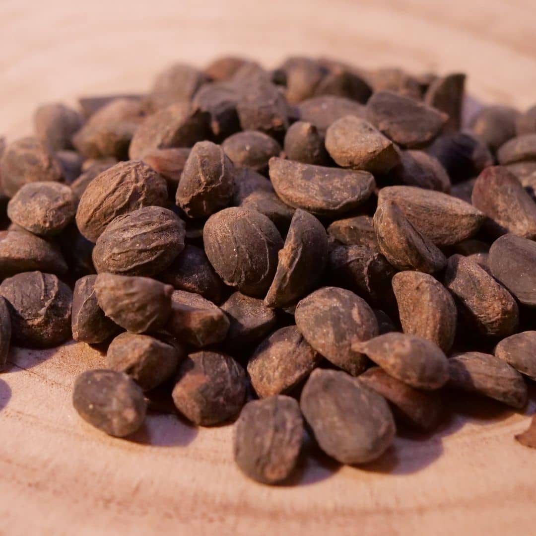 GRAINES de palmier wallichia disticha palmier rare à faire germer pour collection botanique