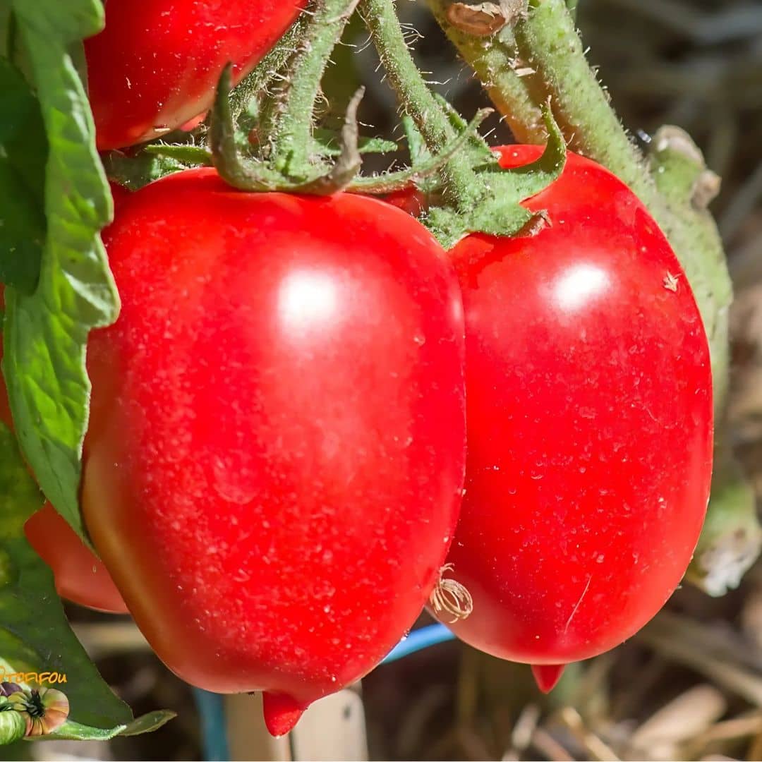 GRAINES de tomate rio grande Solanum lycopersicum variétés de tomates monde végétal