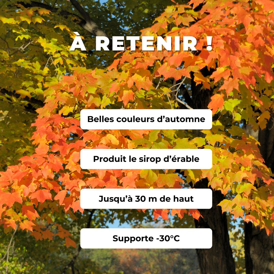 GRAINES érable à sucre Acer saccharum arbres rustiques monde vegetal comment semer et cultiver