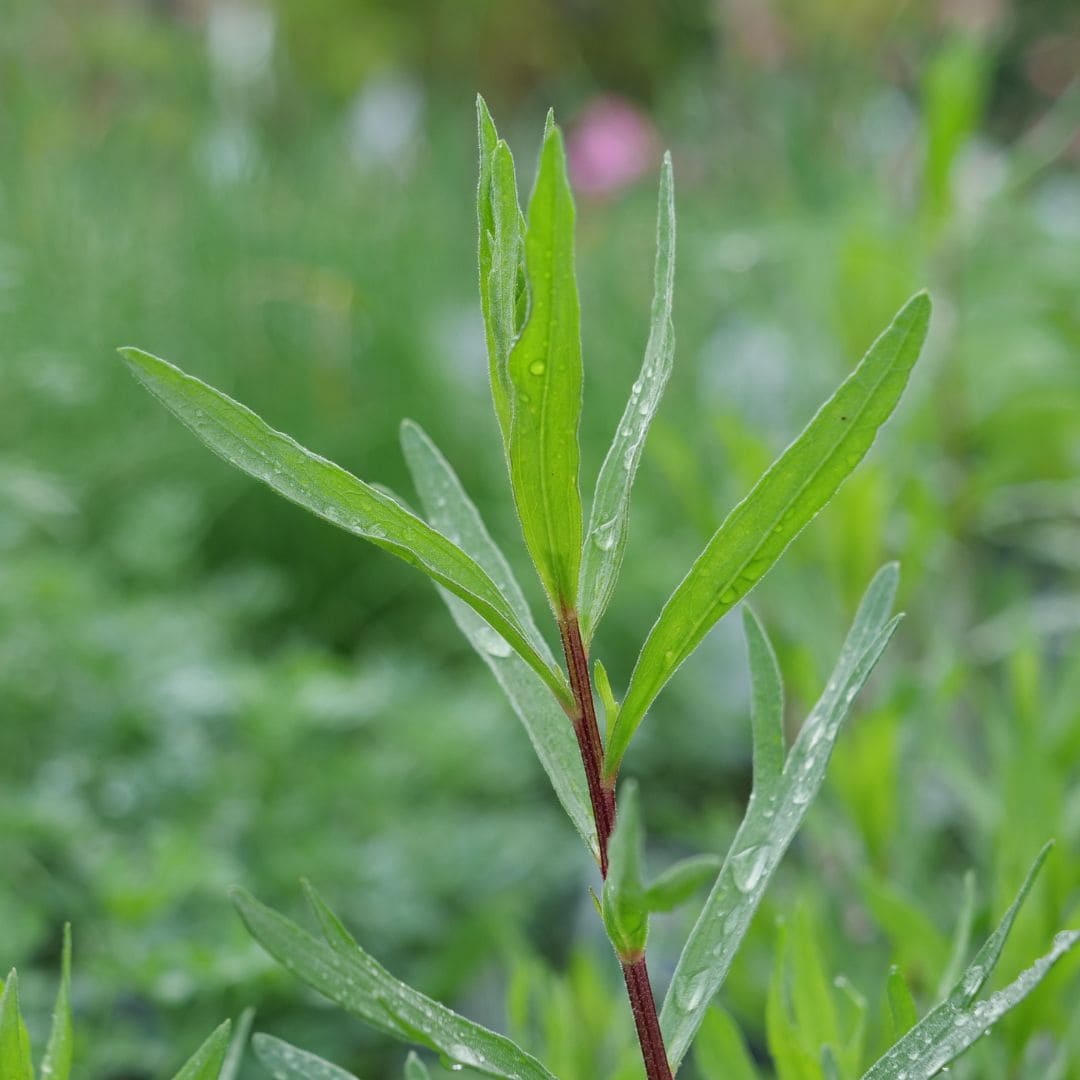 GRAINES_estragon Artemisia_dracunculus_plantes_aromatiques_monde_vegetal