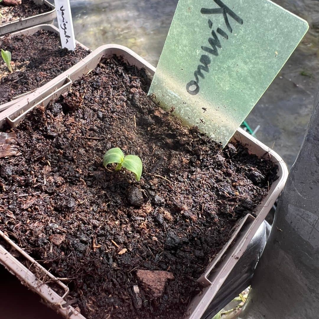GRAINES kiwano cucumis metulifer plante potagère rare et insolite