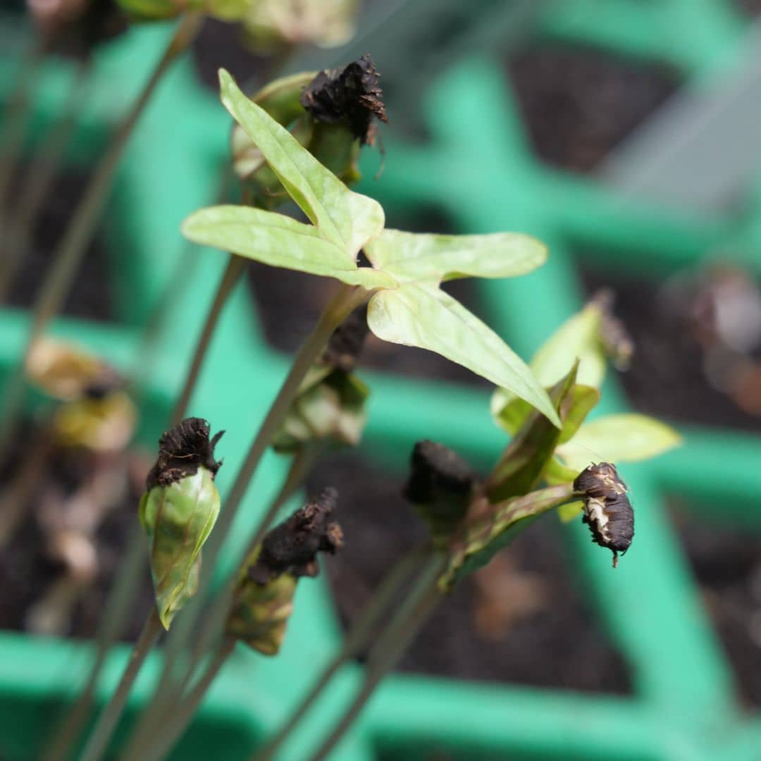 GRAINES mina lobata comment réussir un semis de plumes d'indien avec monde vegetal