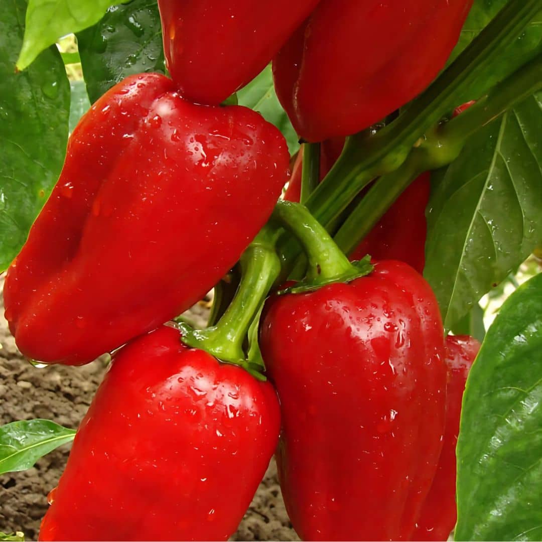 GRAINES poivron doux d'espagne capsicum annuum dulce de españa à cultiver avec monde végétal