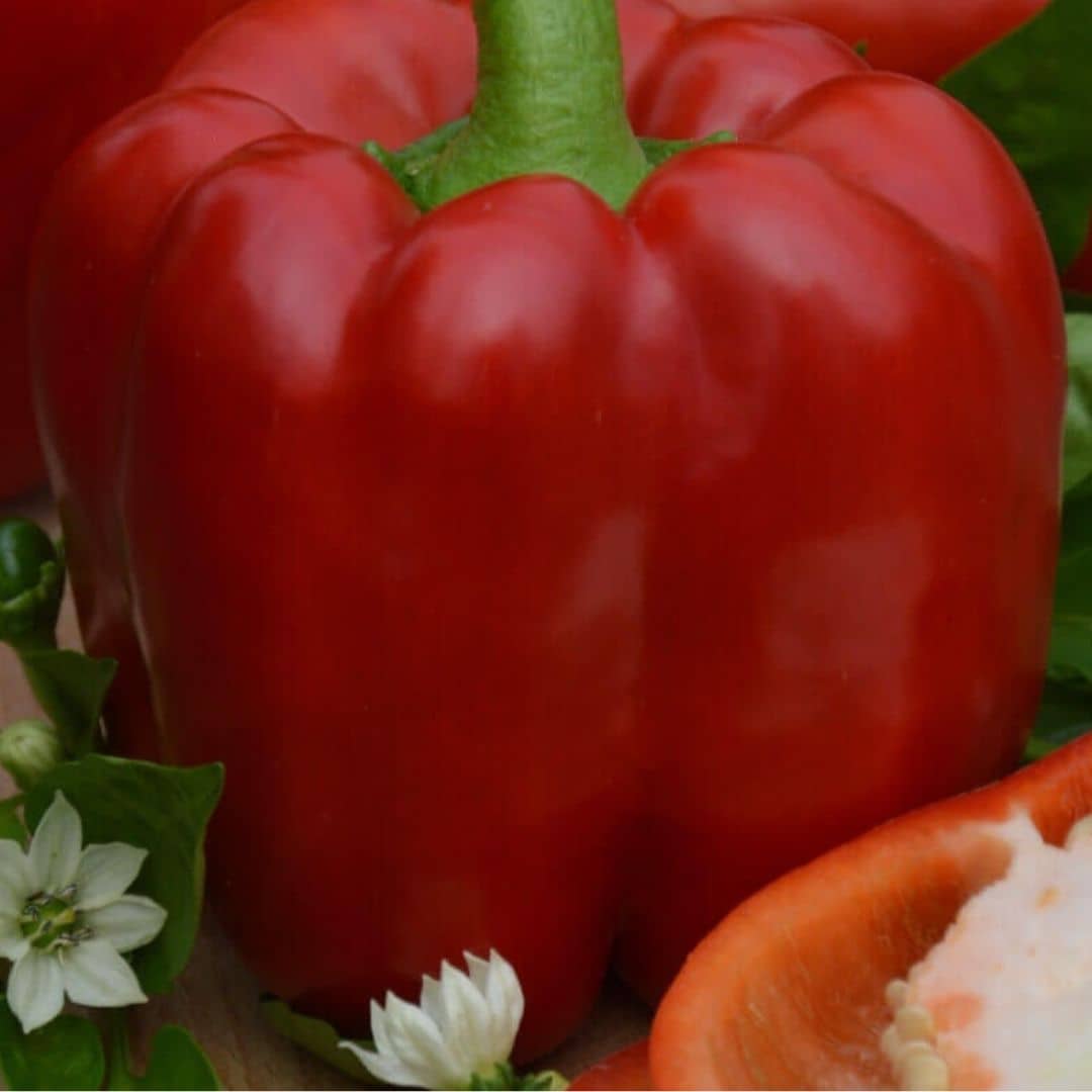 GRAINES poivron robertina capsicum annuum poivrons à cultiver chez monde végétal