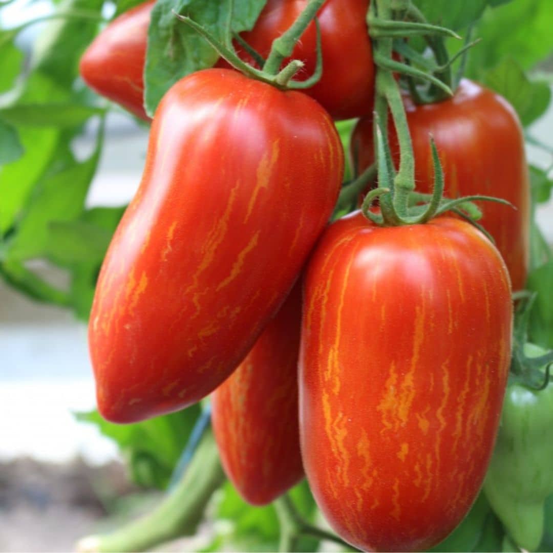 GRAINES tomate roma zébrée Solanum lycopersicum tomates rares monde vegetal