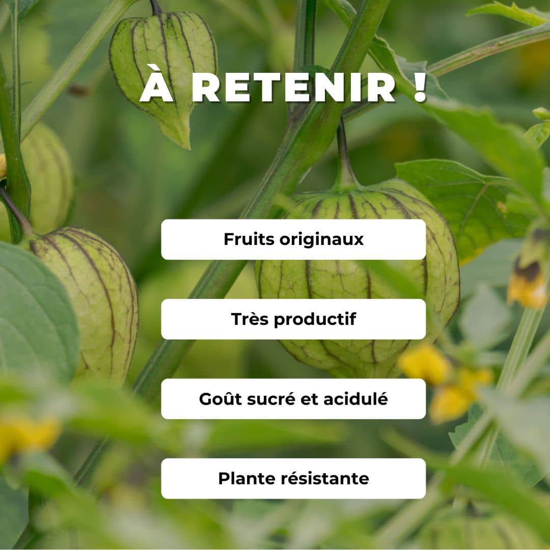 GRAINES tomatille ixocarpa Amarylla plantes potagères rares monde végétal comment semer et cultiver
