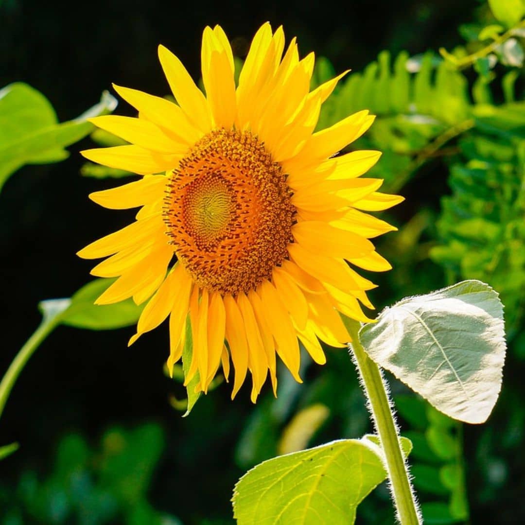 GRAINES tournesol Nain tournesol nain sunspot cola a semer et cultiver chez monde vegetal