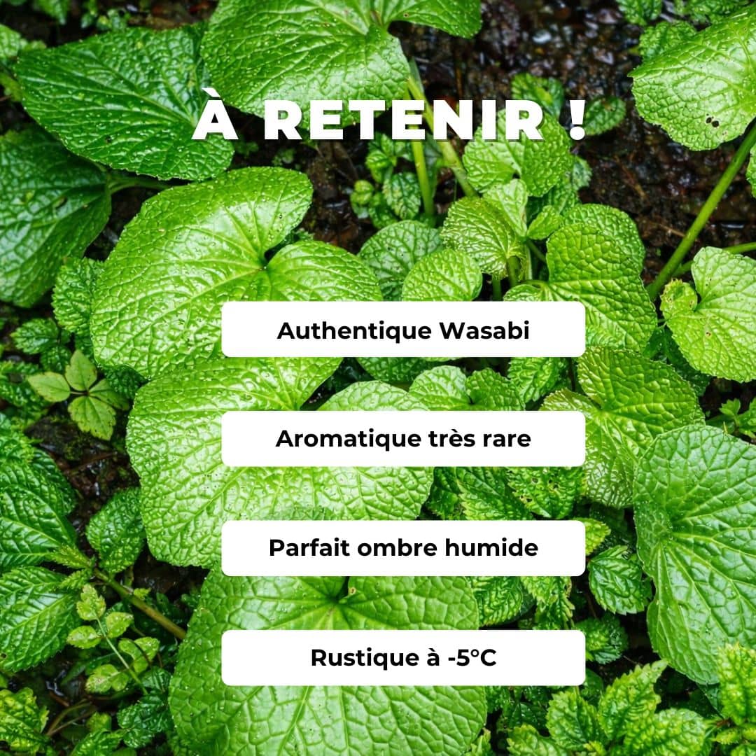 GRAINES - Wasabi véritable (Eutrema japonicum)