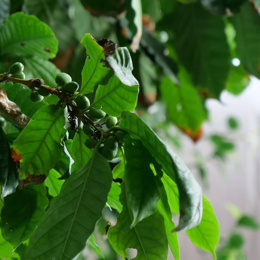 GRAINES caféier nain coffea arabica nana monde végétal