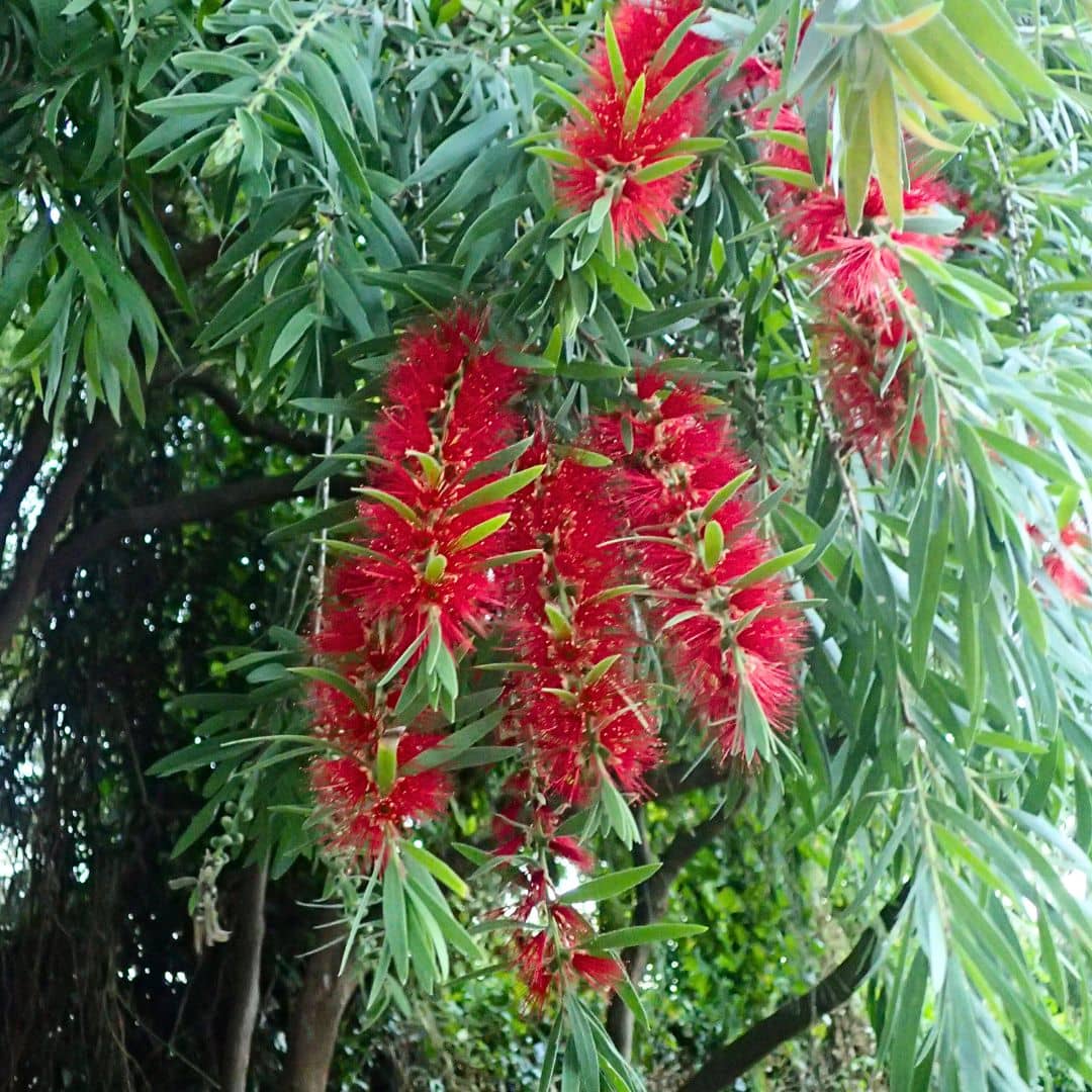 GRAINES callistemon viminalis Callistemon pleureur rince bouteille pleureur monde végétal plantes rares
