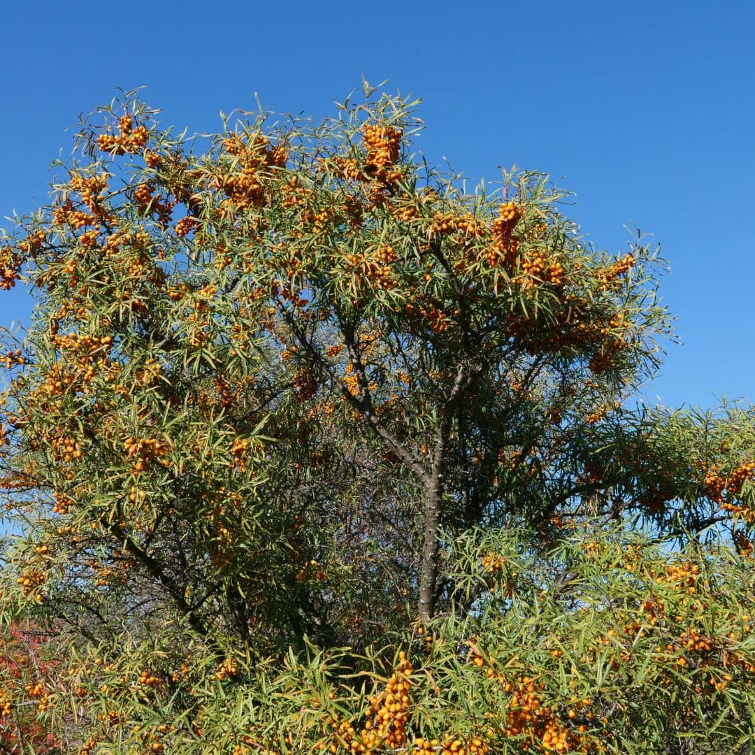 semences hippophae rhamnoides à planter et cultiver monde végétal