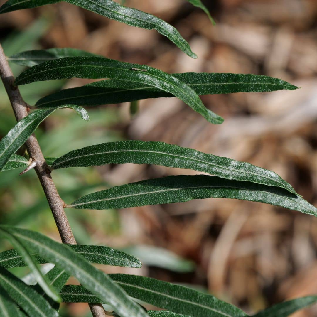 feuilles argousier commun hippophae rhamnoides