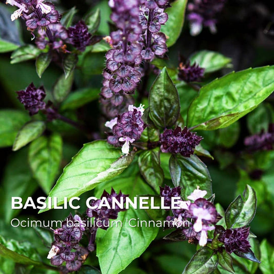GRAINES - Basilic Cannelle (Ocimum basilicum 'Cinnamon')