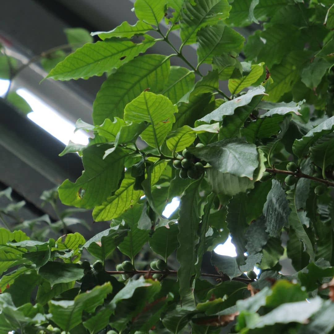 GRAINES de Café Nain Coffea arabica nana monde végétal plantes rares et exotiques