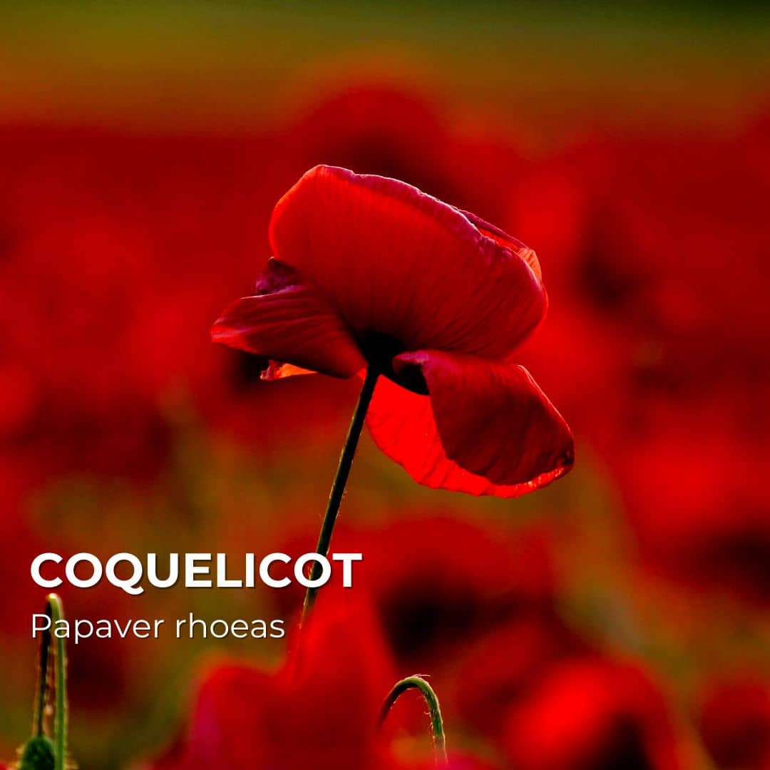 GRAINES - Coquelicot (Papaver rhoeas)