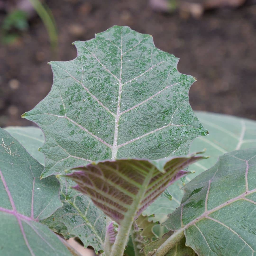 GRAINES de Narangille Solanum quitoense plantes tropicales comestibles rares monde végétal