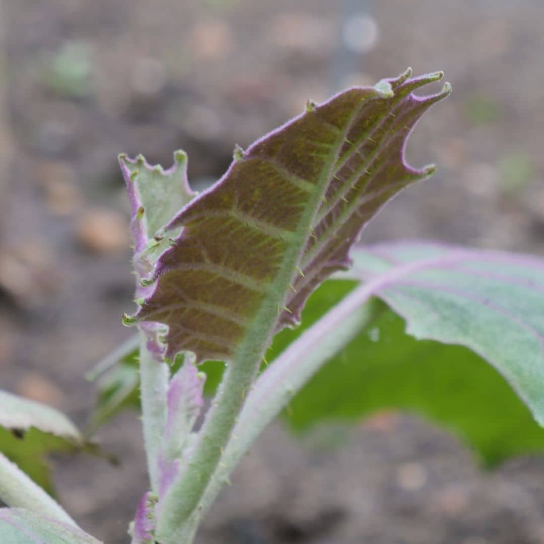 GRAINES de Narangille Solanum quitoense plantes tropicales comestibles rares monde végétal comment semer et cultiver