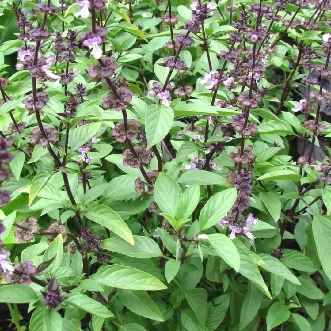 GRAINES - Basilic Thaï (Ocimum basilicum var. thyrsiflora)