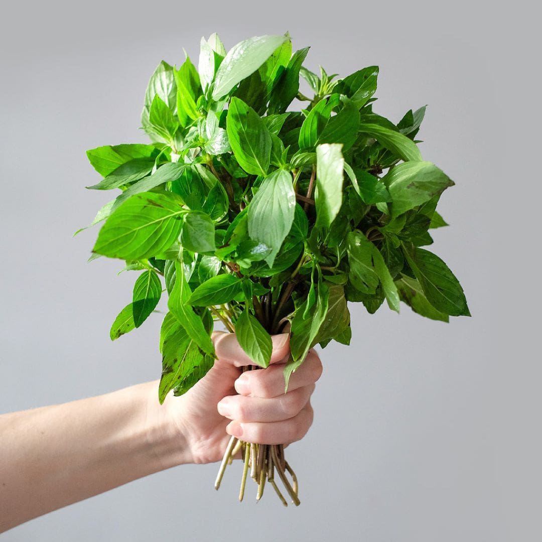 GRAINES - Basilic Thaï (Ocimum basilicum var. thyrsiflora)