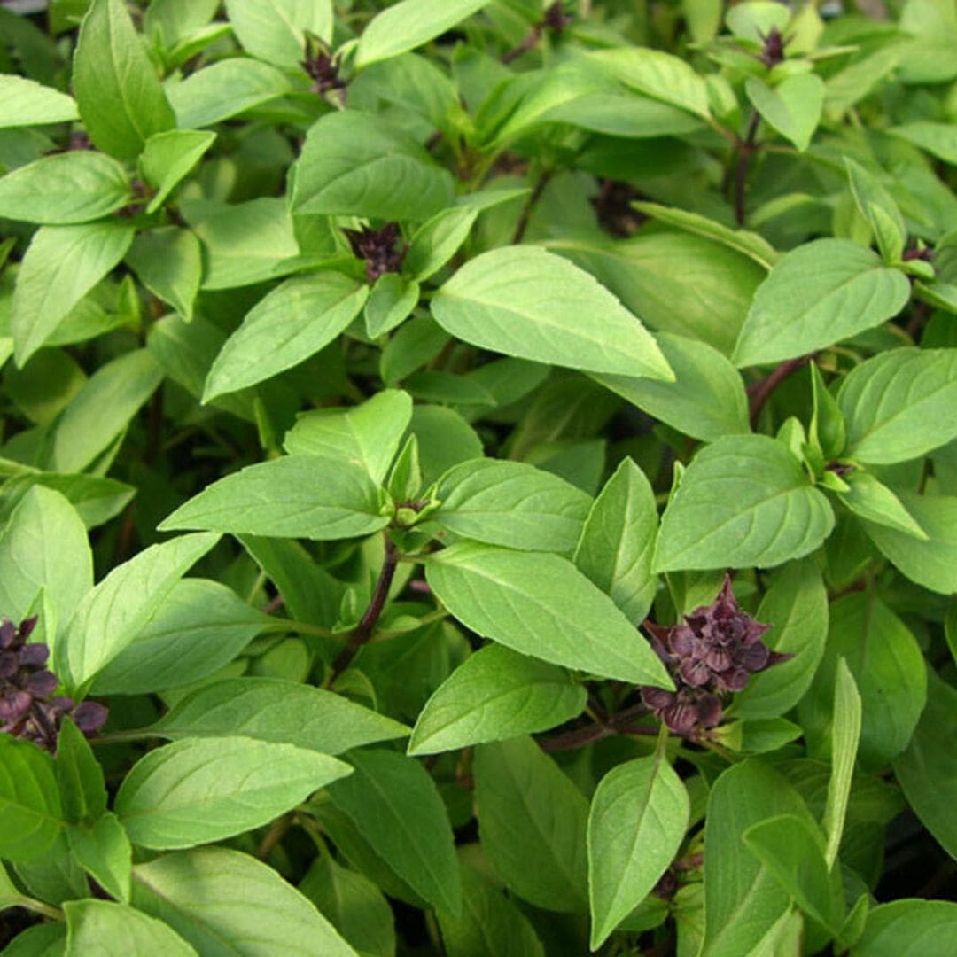 GRAINES - Basilic Thaï (Ocimum basilicum var. thyrsiflora)
