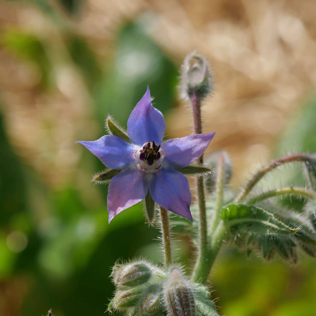 GRAINES de bourrache officinale borago officinalis plantes mellifères sauvages monde végétal