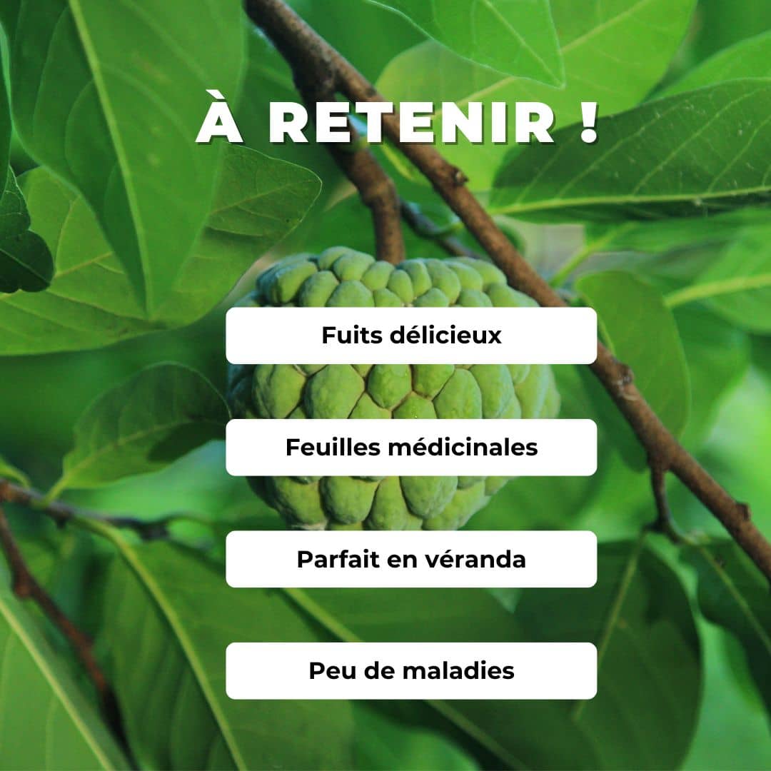 Graines Annona squamosa pomme cannelle arbres fruitier rare monde vegetal comment semer et cultiver