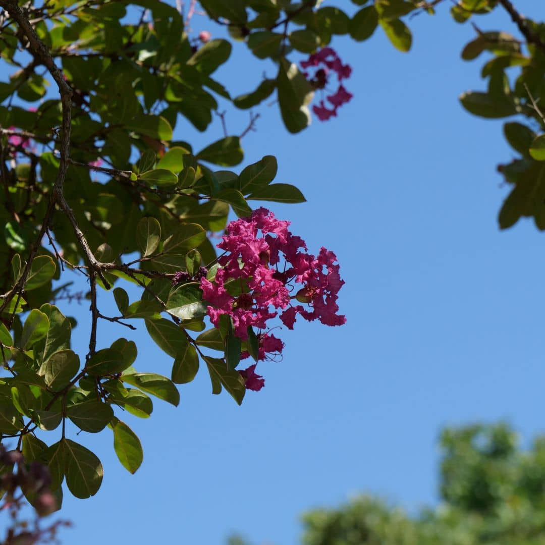 Graines Lilas des Indes Lagerstroemia indica monde vegetal