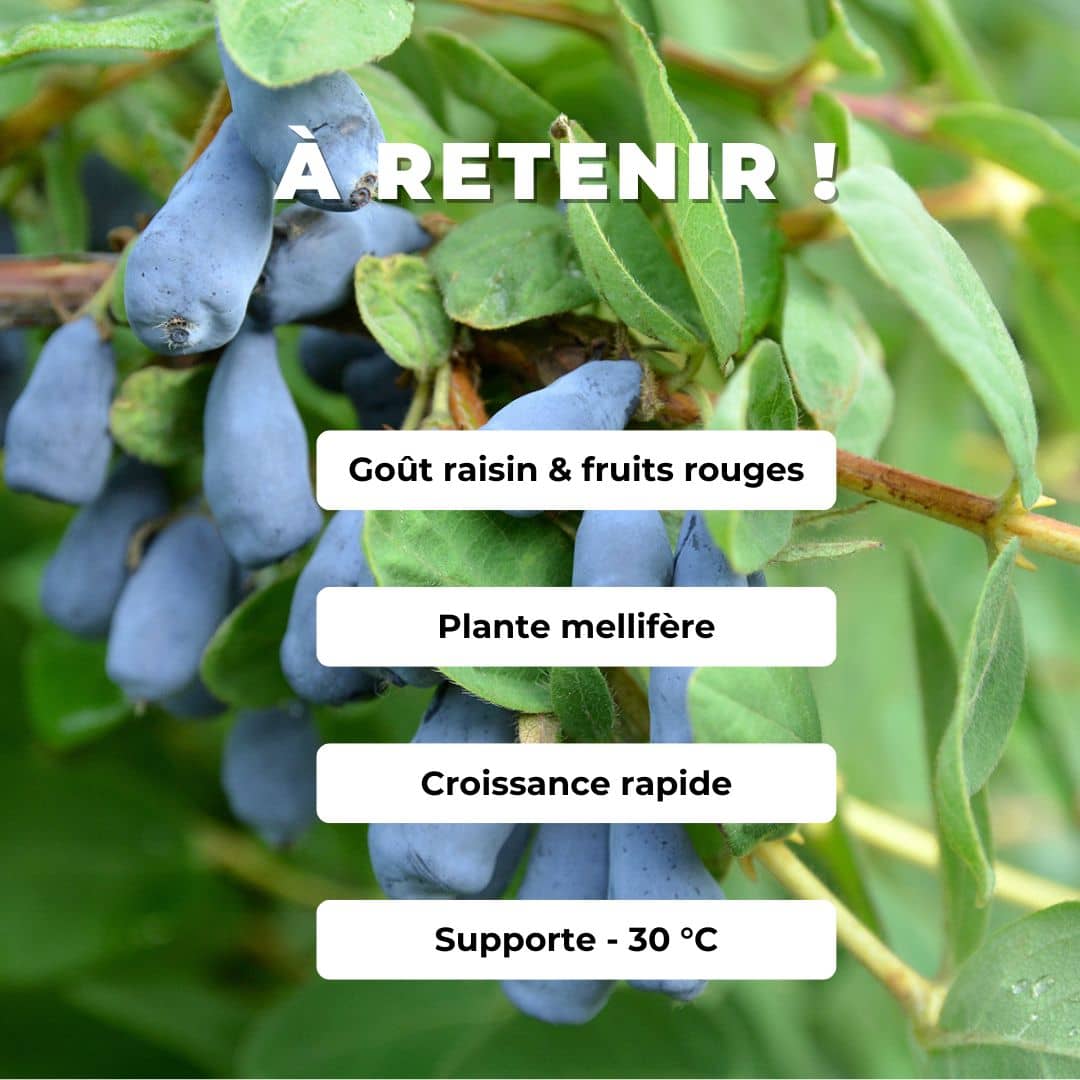 Lonicera kamtschatica Baie de miel, Camérisier bleu, Myrtilles de Sibérie, Chèvrefeuille comestible, Maibeere, Haskap à cultiver avec monde vegetal