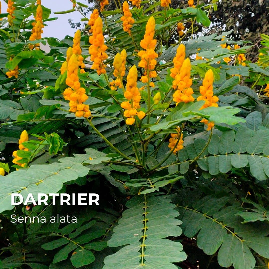 PLANT - Dartrier (Senna alata)