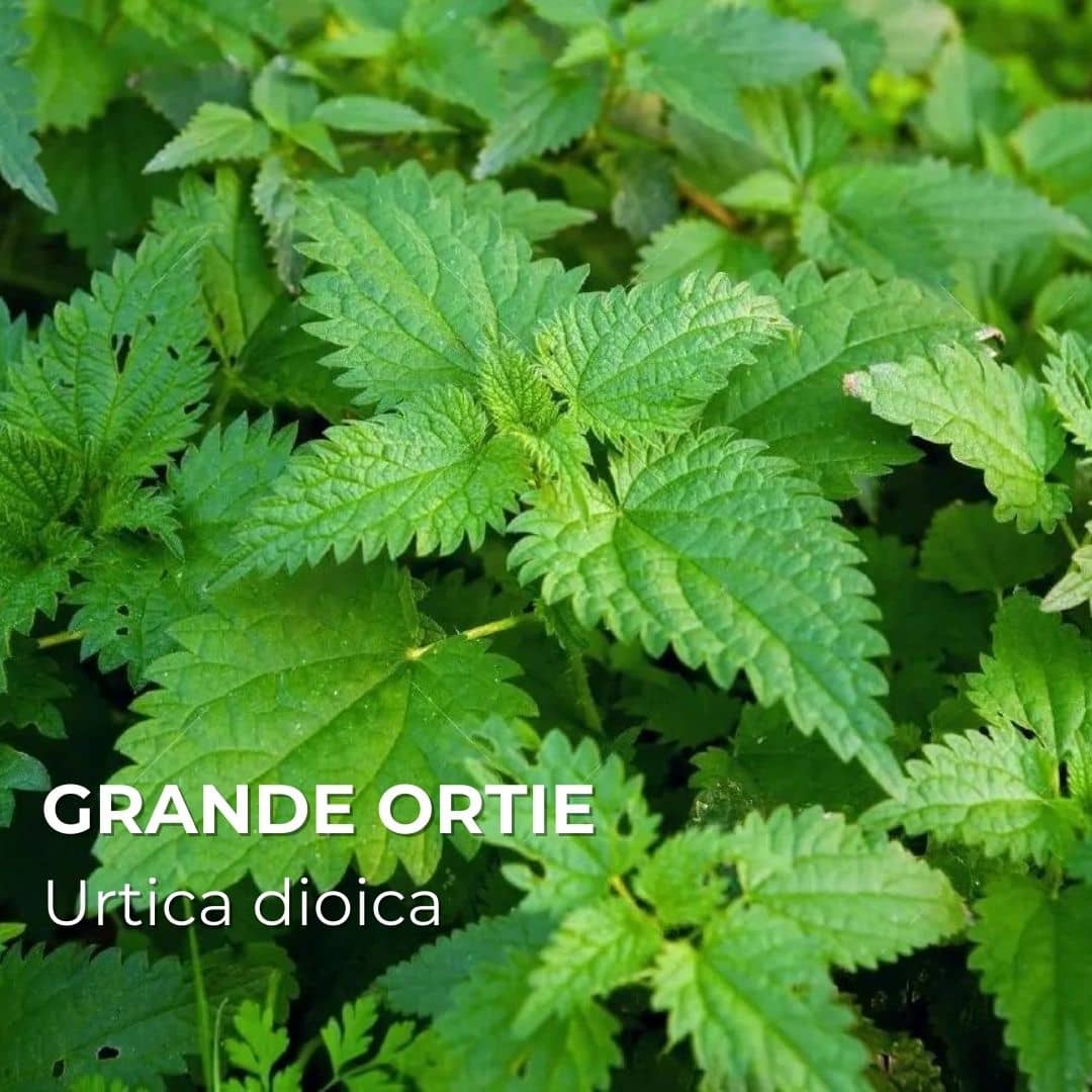 PLANT - Grande Ortie (Urtica dioica)