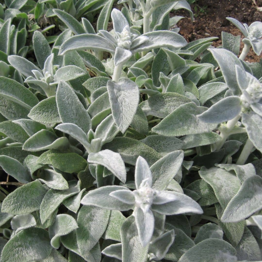 PLANT - Épiaire de Byzance (Stachys byzantina)