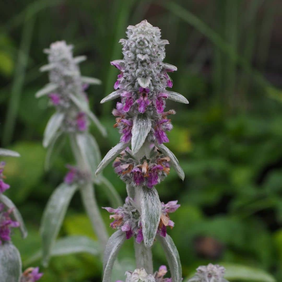 PLANT - Épiaire de Byzance (Stachys byzantina)