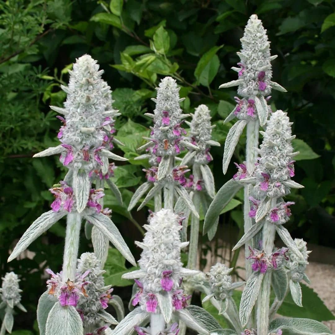 PLANT - Épiaire de Byzance (Stachys byzantina)