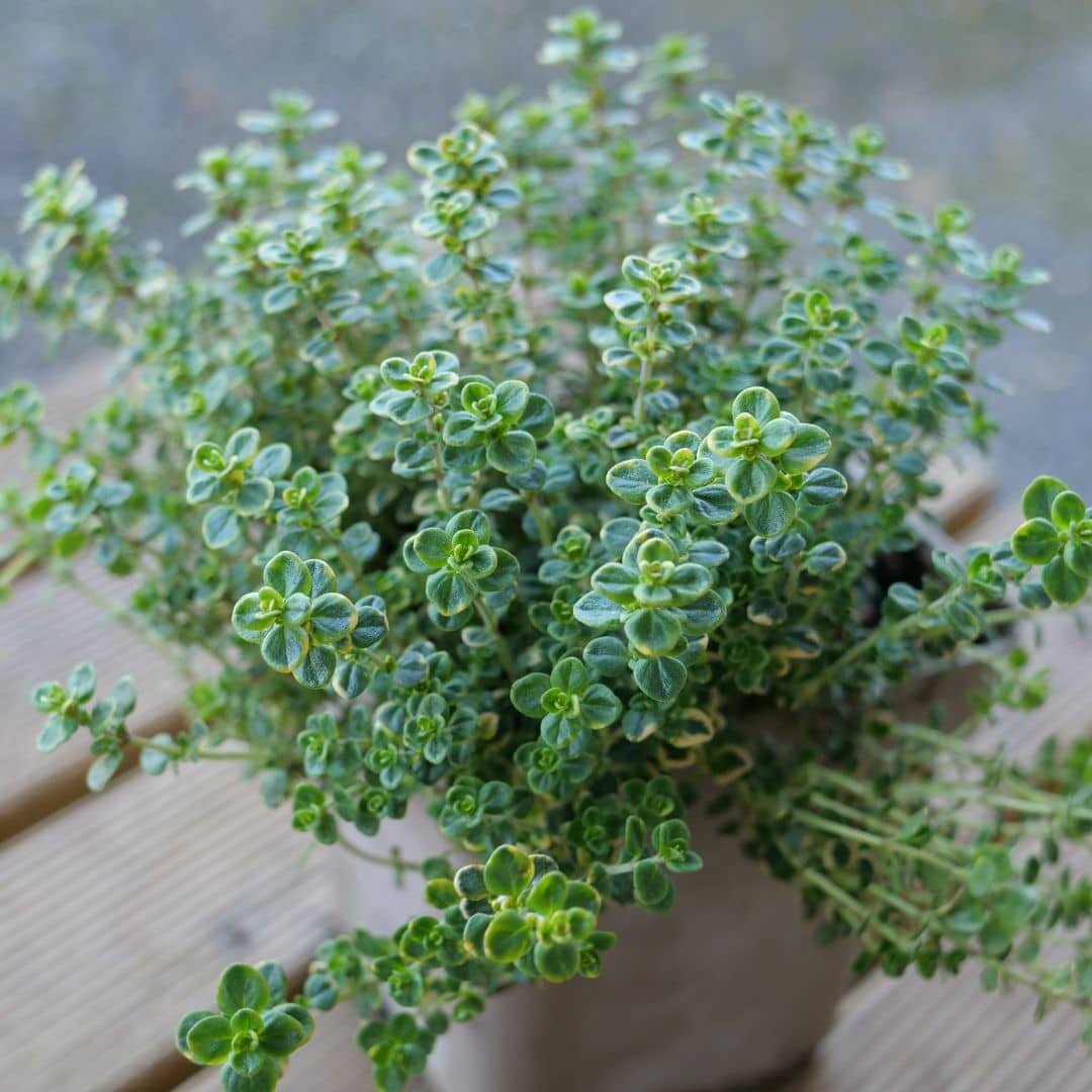 PLANT Thym Citron panache Thymus citriodorus plantes aromatiques rares monde vegetal