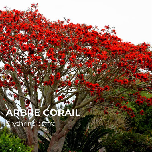 PLANT - Arbre Corail (Erythrina caffra)