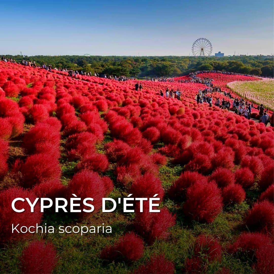 PLANT - Cyprès d'été (Kochia scoparia)