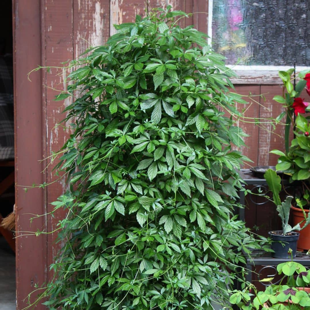 PLANT - Herbe de l'Immortalité Gynostemma pentaphyllum