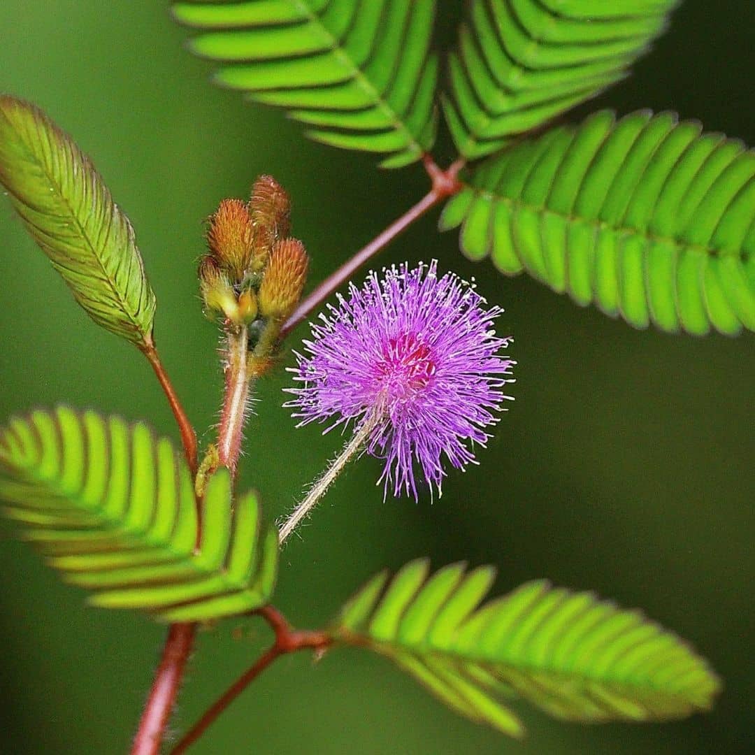 PLANT Mimosa pudica plante sensitive plantes insolites et rares monde végétal