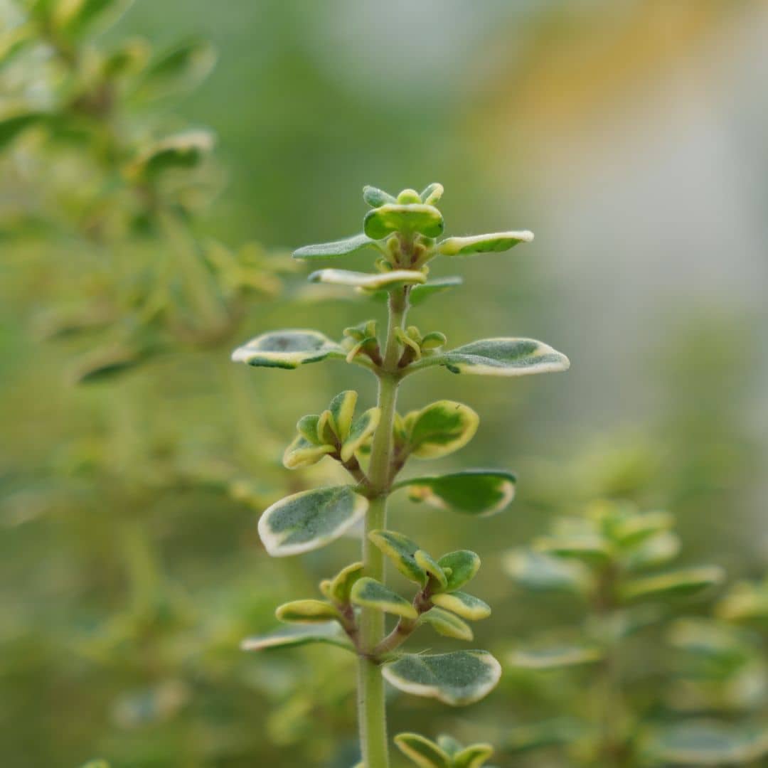 PLANT Thymus citriodorus en pot a planter
