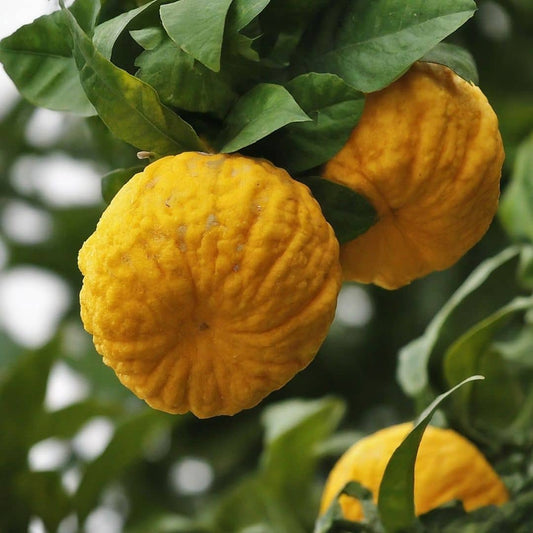 PLANT Yuzu Citrus junos plants d'agrumes pot de 5 litres monde végétal