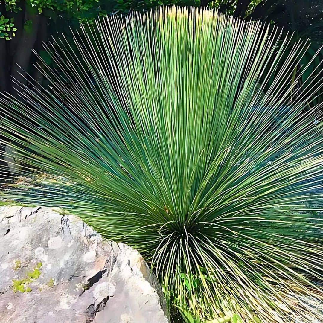 PLANT - Dasylirion à feuilles de jonc Dasylirion longifolium plante grasse qui tient le gel comment le cultiver