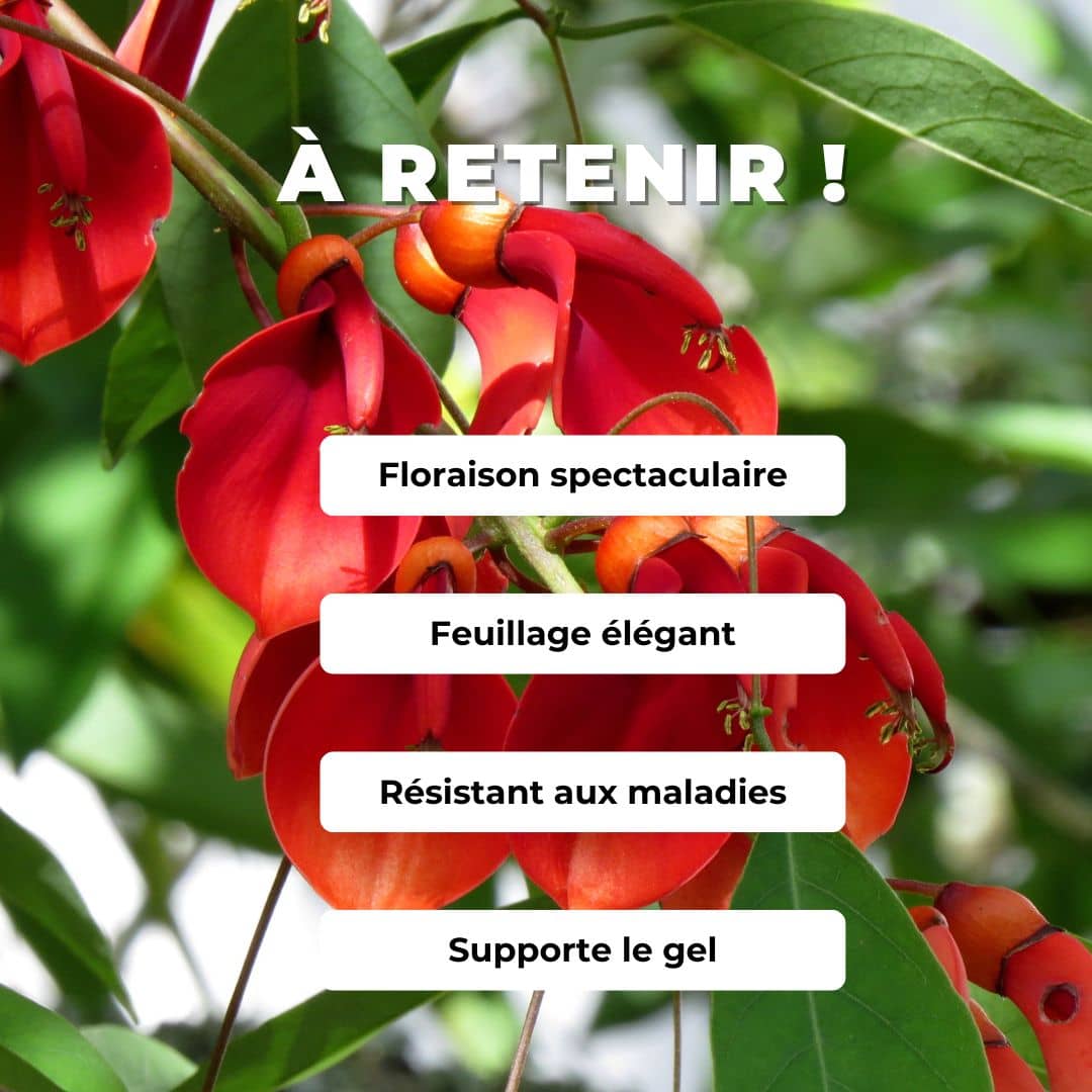 PLANT Erythrina crista galli arbre corail rustique erytrhina crête de coq Bucaré arbres rares monde vegetal comment le cultiver