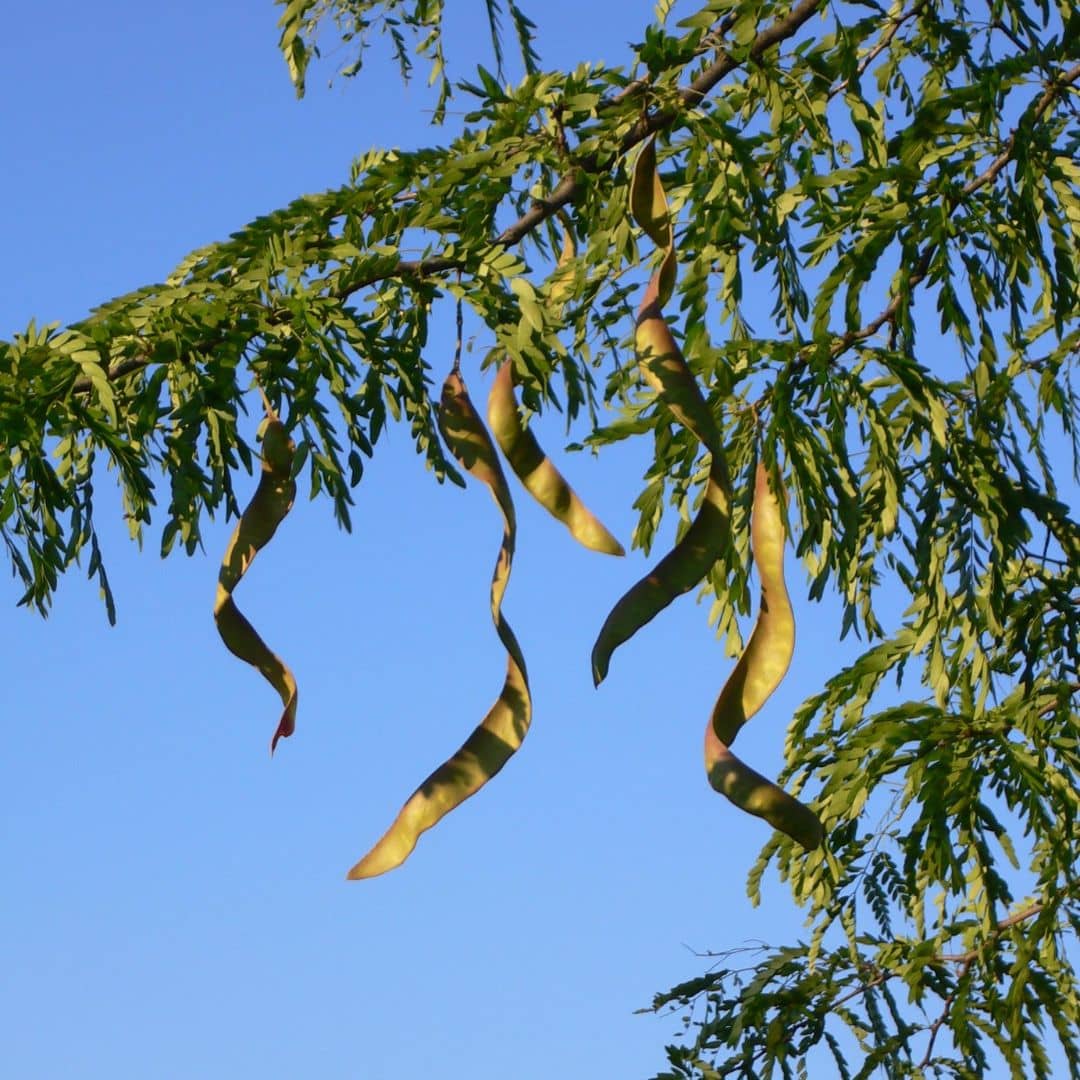 PLANT Févier d'amérique Gleditsia triacanthos