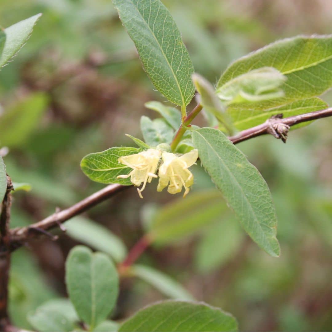 PLANT Lonicera caerulea kamtschatica Baie de Maie Camerisier monde vegetal arbustes fruitiers comment le cultiver