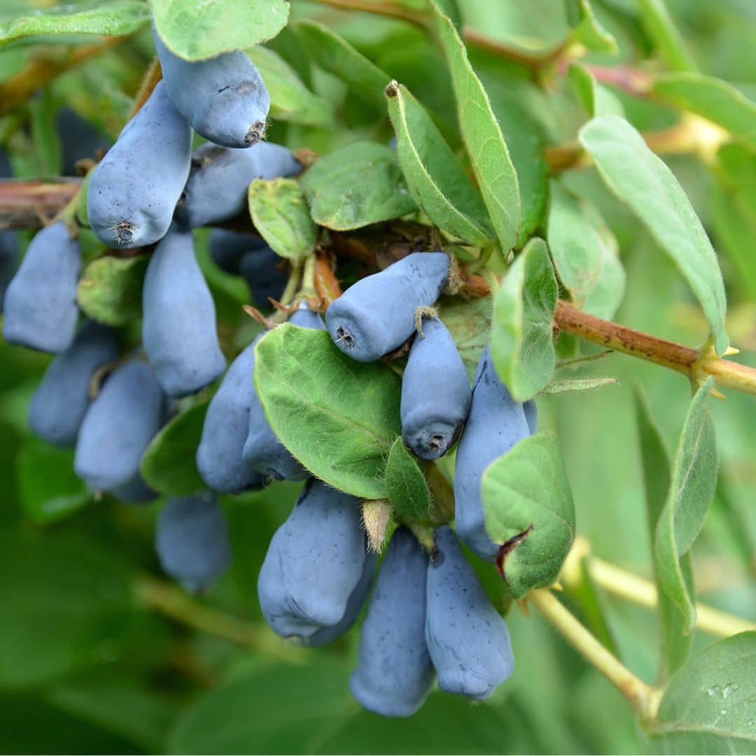 PLANT Lonicera kamtschatica Baie de miel, Camérisier bleu, Myrtilles de Sibérie, Chèvrefeuille comestible, Maibeere, Haskap à cultiver avec monde vegetal